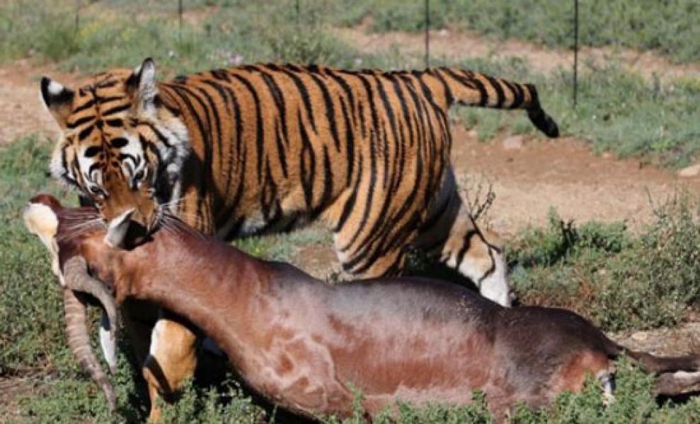 Tiga Sapi Warga Inhil Jadi Korban Terkaman Harimau