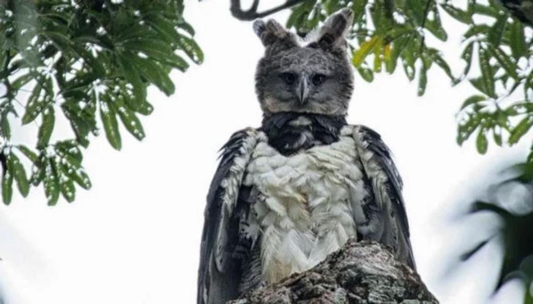 Heboh Elang Raksasa Segede dan Mirip Manusia, Nih Fakta-faktanya