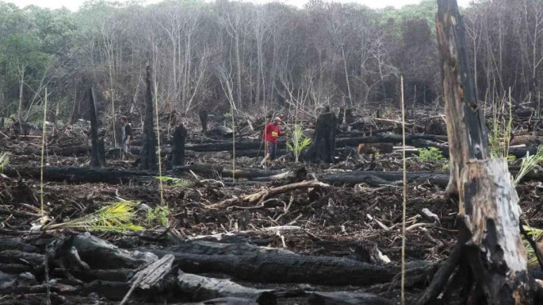 Miris, Upah Cuma Rp3 Juta/Bulan, Pekerja Sawit Nyabu Rp200 Ribu/Hari