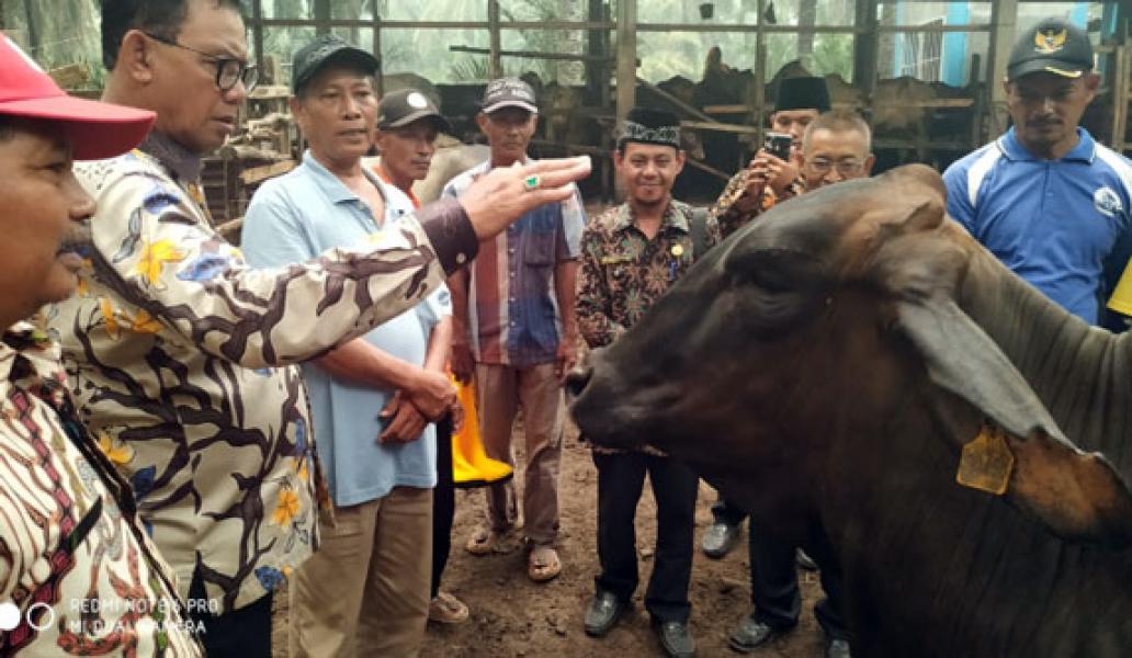 Pemkab Rohil Bantu Petani Kembangkan Ternak Sapi