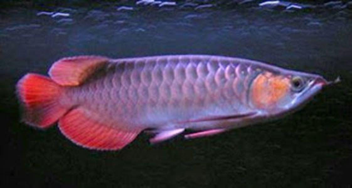 Belasan Tahun Ekspor Arwana, PT Tambak Seraya Pratama Leluasa Beroperasi di Kawasan HPT Minas