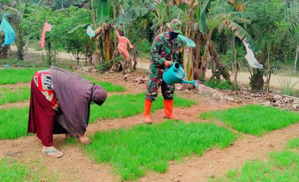 Dukung Ketahanan Pangan, Babinsa TNI Rawat Bibit Padi 