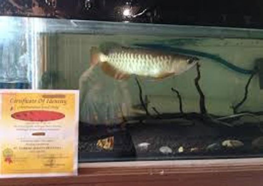 Terkait Izin Penangkaran Arwana PT TSP, LSM JANKAR Akan Layangkan Somasi