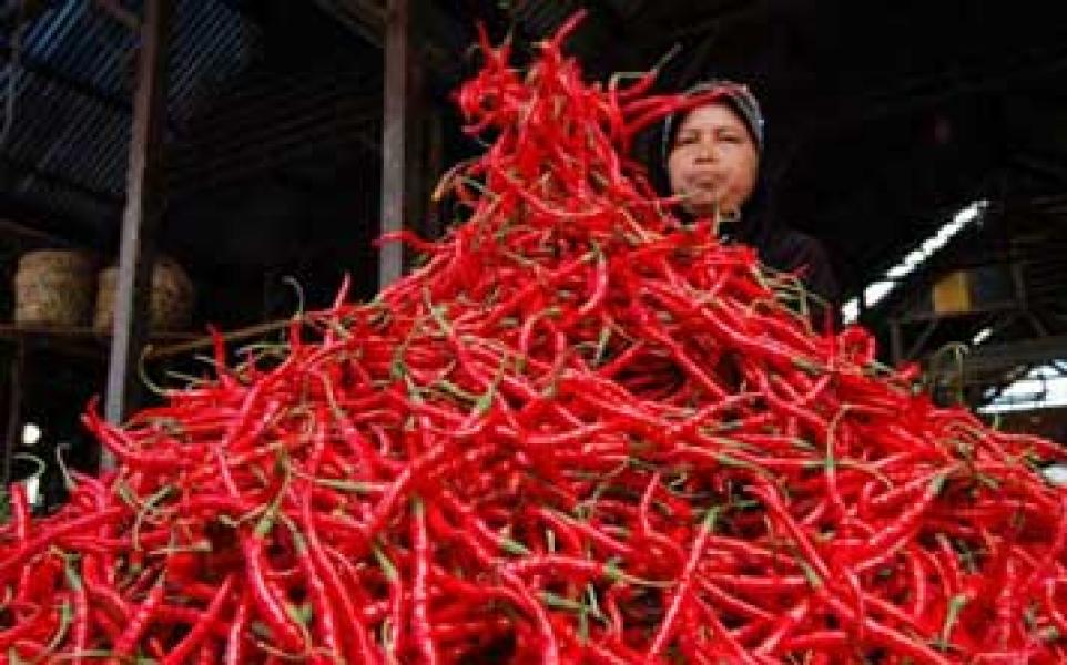 Harga Cabai Sudah Mulai Turun