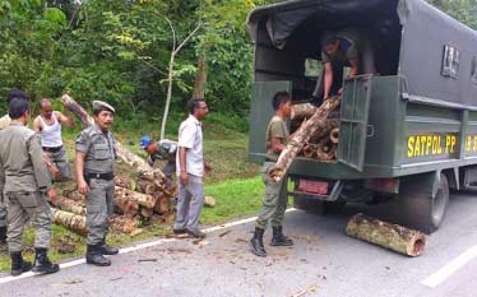 Satpol PP Kabupaten Siak Sita Ratusan Kubik Kayu Ilegal Dari Hutan Kota