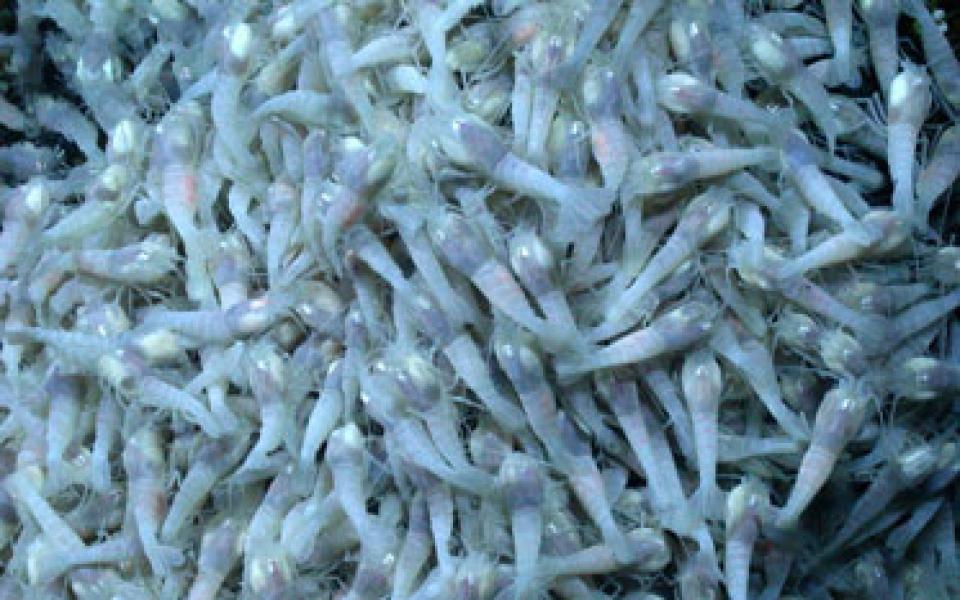 Udang Misterius Ini Mampu Ungkap Kehidupan Alien