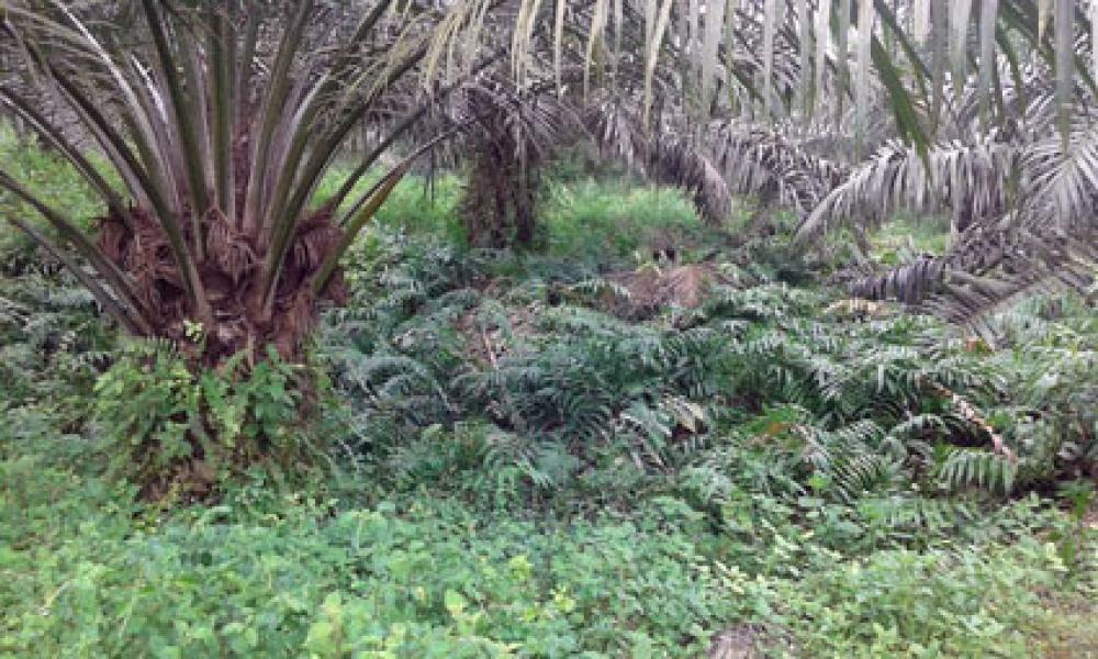 Areal Kebun PTPN-V Sei Rokan Dipenuhi Gulma, Manejer Tutup Mata