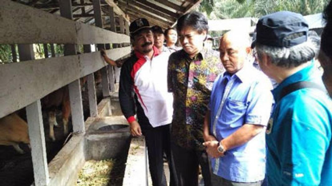 Bupati Harris Tinjau Penerapan Sistem Integrasi Sapi - Kelapa Sawit