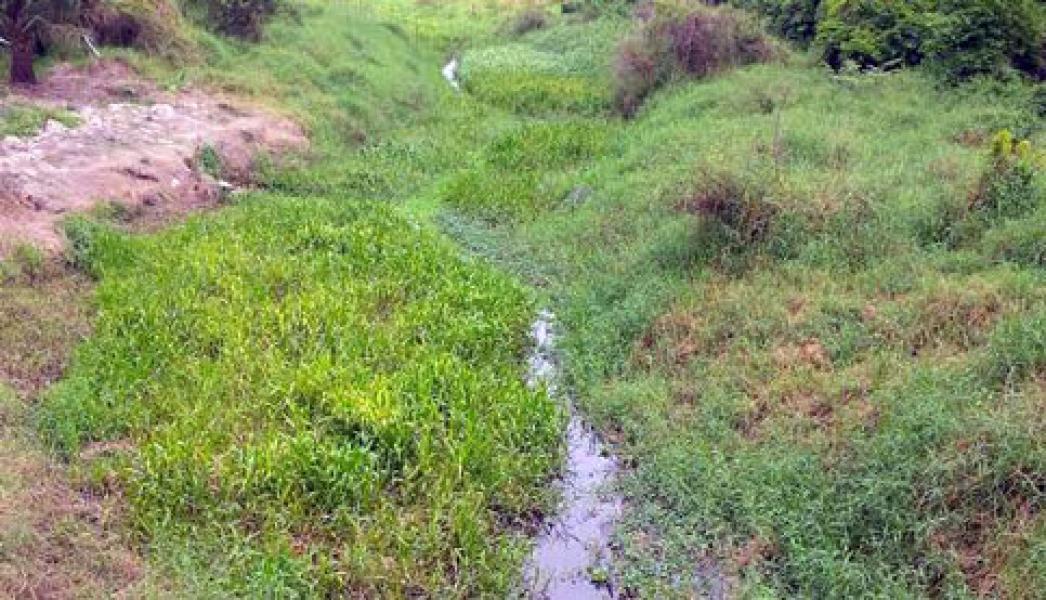 Normalisasi Sungai Kerinci Nol, Alur Sungai Ditutupi Enceng Gondok dan Rumput Liar