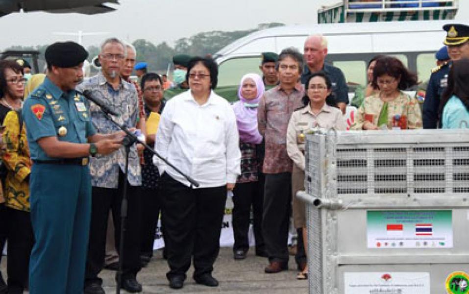 Pesawat TNI Angkut 14 Orangutan dari Thailand