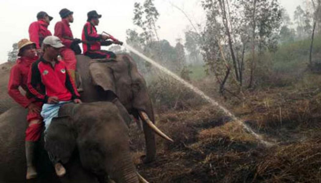 Sejak 2004, Gajah PLG Berperan Padamkan Karhutla Riau