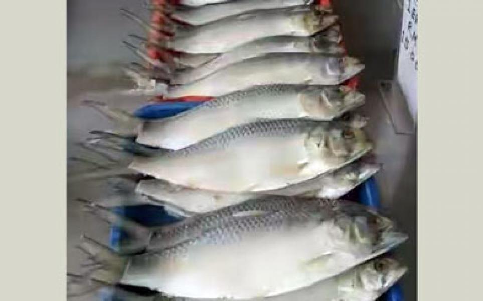 Tangkap Ikan Terubuk Bisa Didenda Rp100 Juta