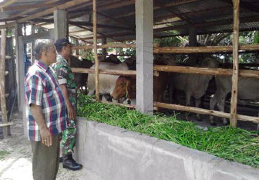 Bantuan Sapi Brahman Cross Import di Wilayah Koramil 04/Mandau Telah Datang