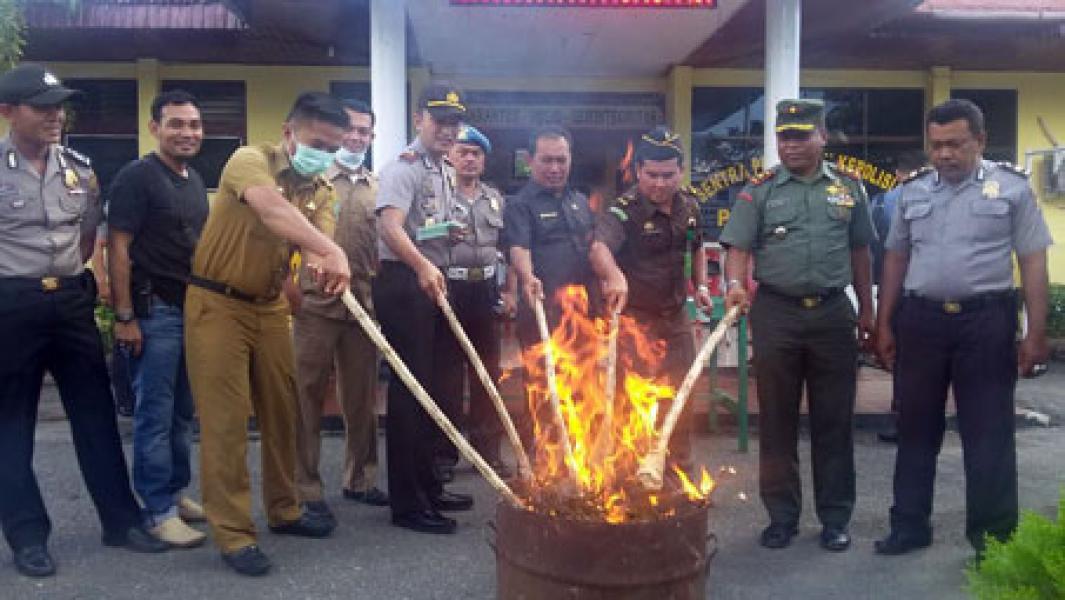 Polsek Bangko Musnahkan Barang Bukti Narkotika Jenis Daun Ganja Kering
