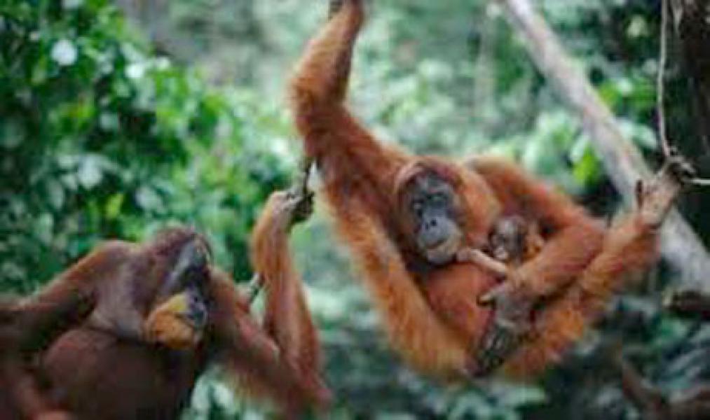 Populasi Orangutan Liar di Kalimantan Cenderung Menurun