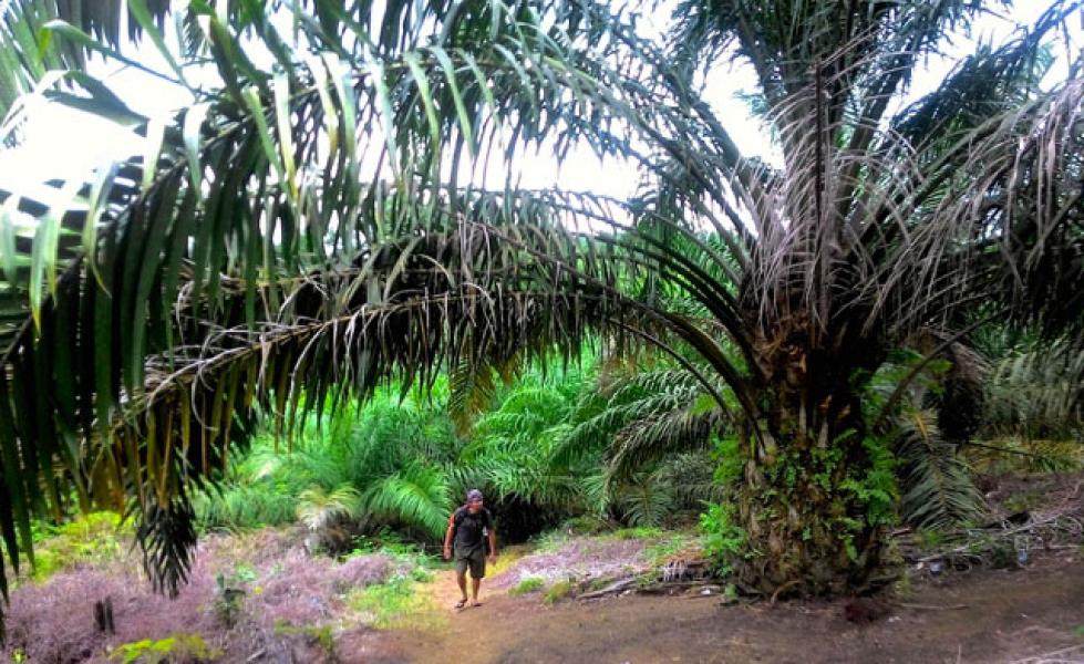 Sulap Hutan Lindung Jadi Kebun Sawit, PT RPJ Dilapor ke Polda Riau