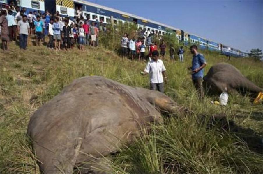 Tragis, 2 Ekor Gajah Tewas Tersambar KA Saat Mencari Makan