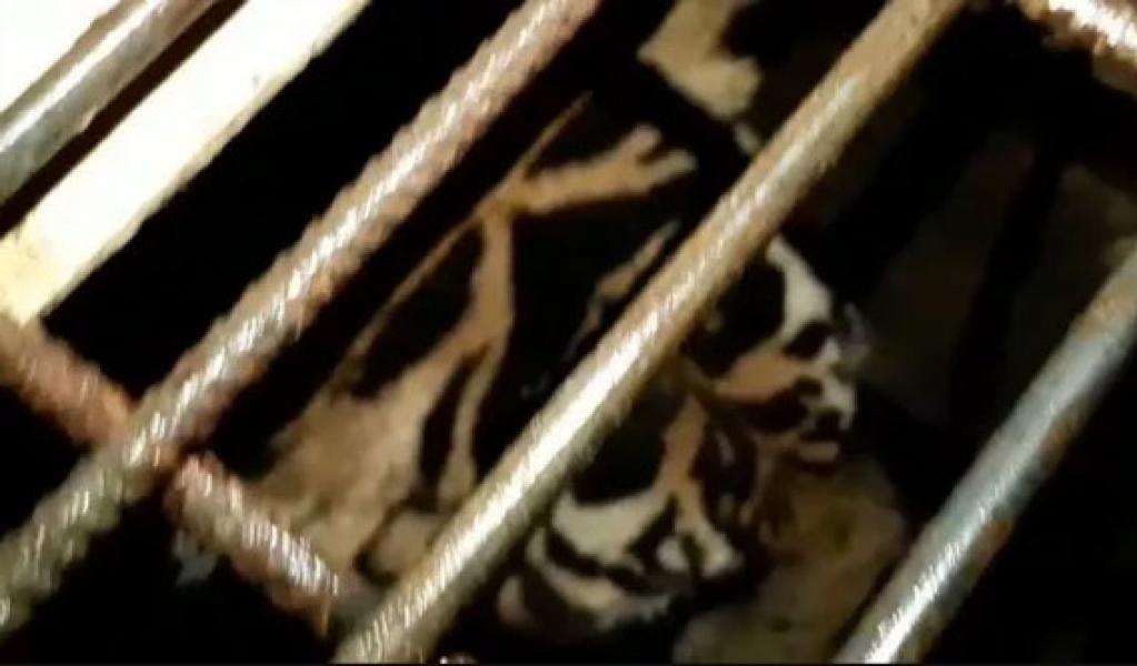 Ditembak Bius, Harimau yang Terjebak di sela Bangunan Ruko Berhasil Dievakuasi