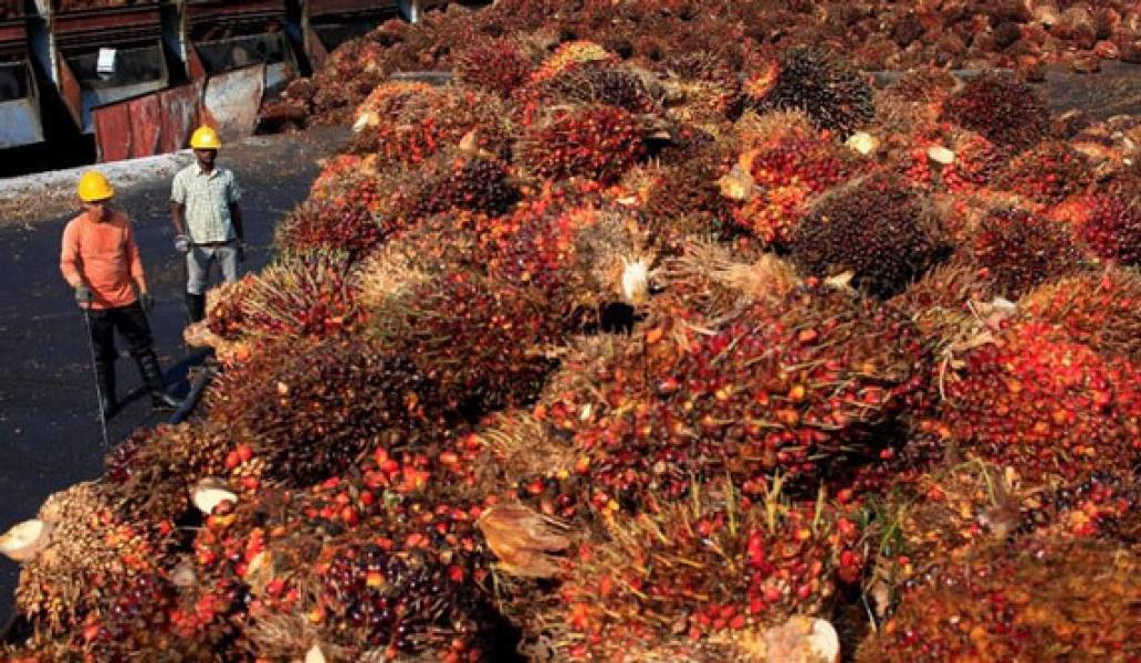 Harga CPO Babak Belur, PHK Industri Sawit RI di Depan Mata