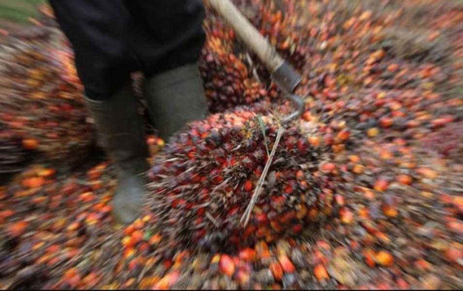 Harga CPO Terendah Dalam 3 Tahun, Saham Emiten Sawit Rontok