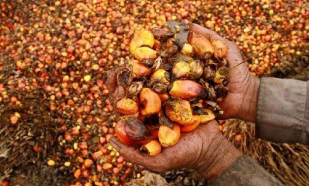 Harga CPO Terus Anjlok, Nasib 5,99 Juta Pekerja Terancam