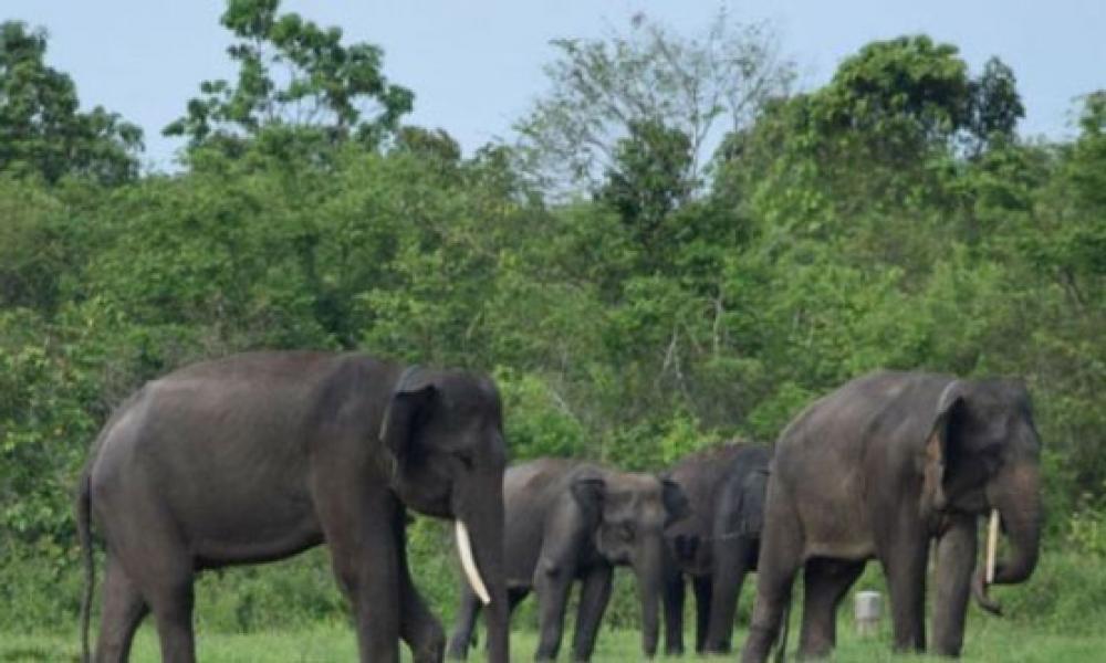 Kawanan Gajah Serbu Perkampungan, Warga Panik