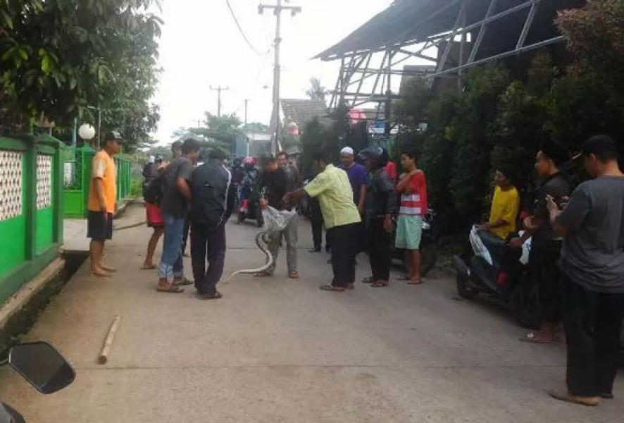 Ngeri, Ular Sanca Menggelantung di Kabel Listrik Bikin Panik Warga