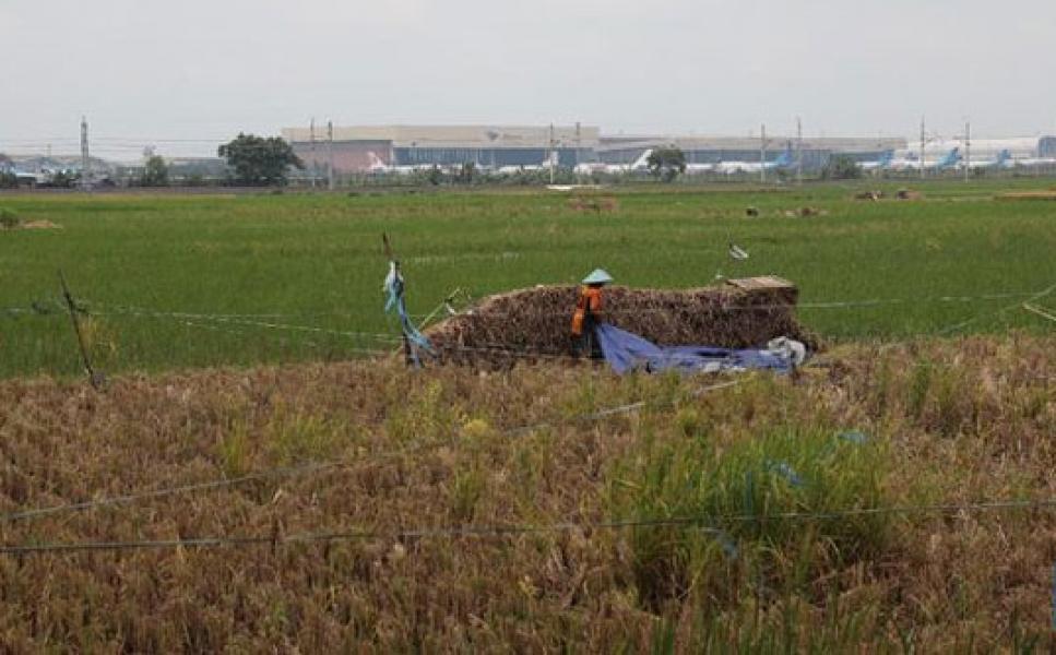 Pernyataan Lengkap Pemerintah Soal Darurat Lahan Sawah di RI