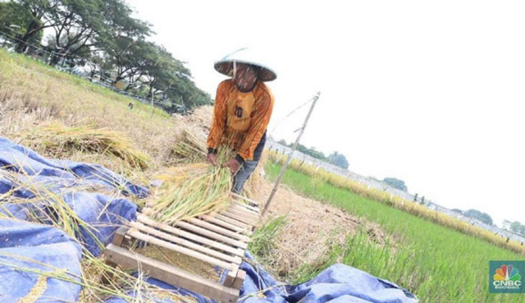 RI Darurat Sawah, Izin Alih Fungsi Lahan Bisa Dievaluasi