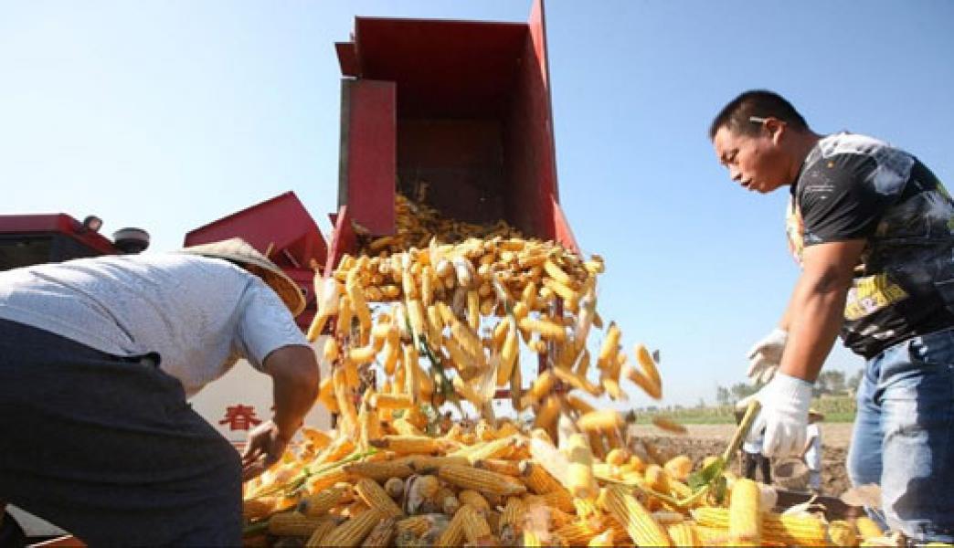 RI Putuskan Impor Jagung, Pengusaha: Klaim Surplus Tak Benar