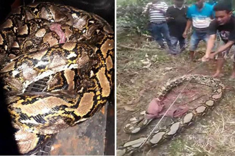 Warga Rambah Samo Tangkap Ular Piton Sepanjang Enam Meter