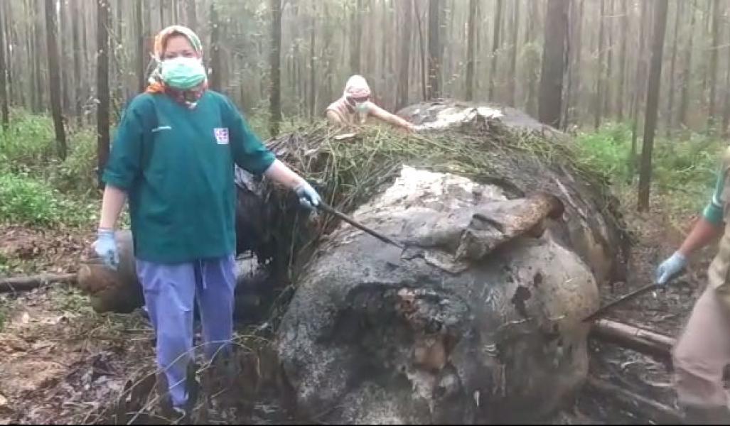 Lagi, Gajah Mati Dengan Kepala Terpenggal di Konsesi HTI Arara Abadi