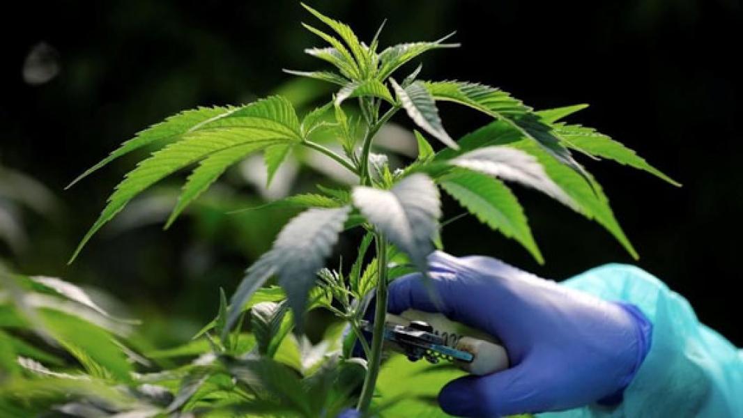 Malaysia Izinkan Warganya Budidaya Ganja?