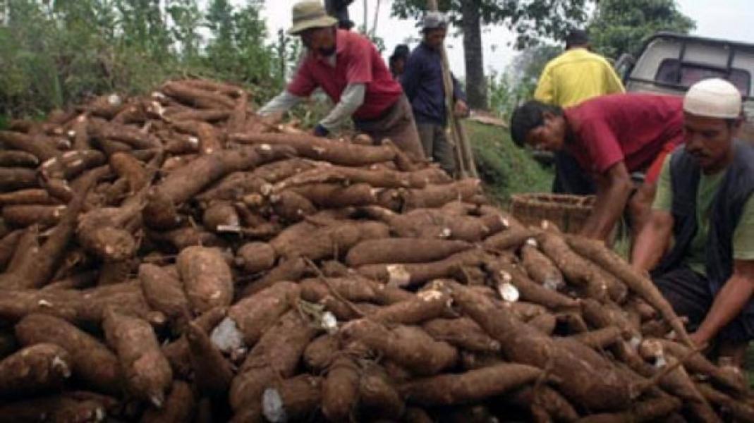 Pemprov Riau Ajak Masyarakat Kerjasama Bangun Pabrik Pengolahan Ubi Kayu