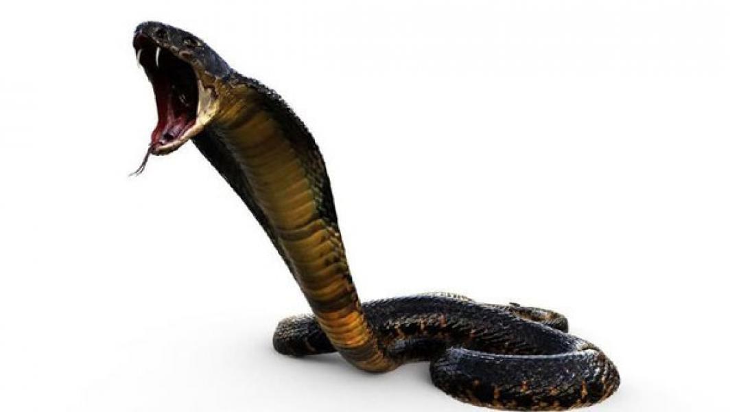 Pertolongan Pertama Saat Digigit Ular King Kobra