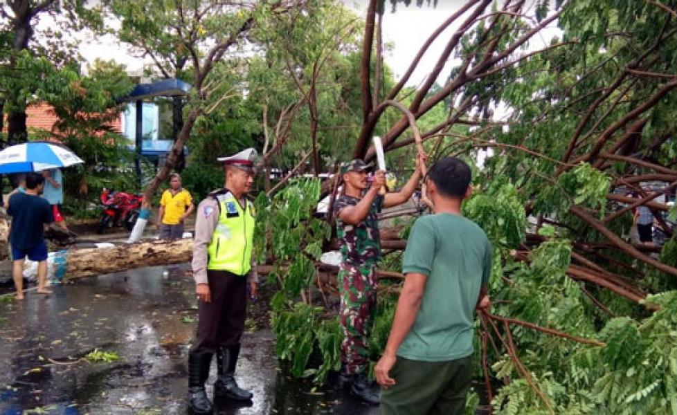 Pohon Tumbang Ganggu Lalu Lintas, Prajurit TNI-AD di Lamongan Turun Tangan