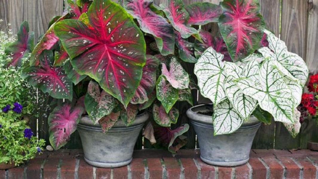 4 Cara Memperbanyak Caladium dan Tanaman Talas Lainnya