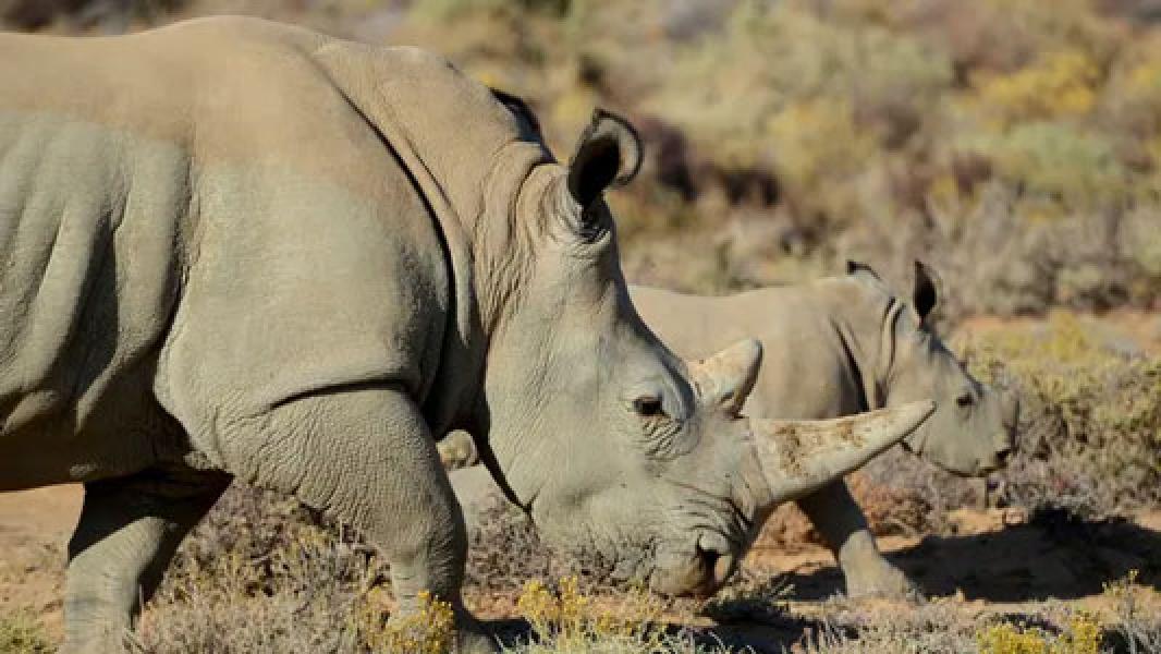 Kebun Binatang di Inggris Sambut Kelahiran Bayi Badak Hitam yang Terancam Punah