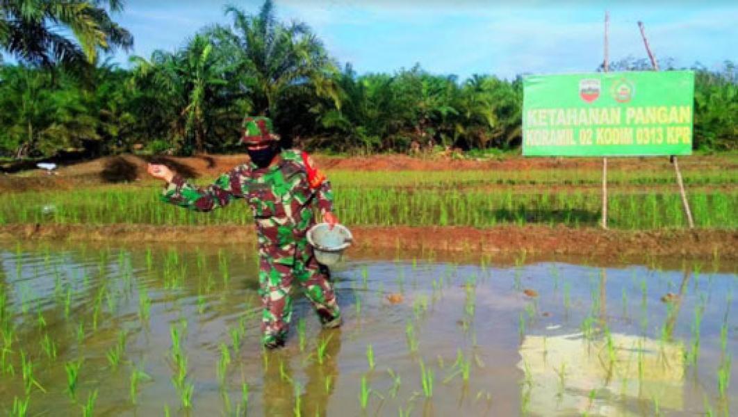 Pandemi Covid -19, Babinsa TNI Dari Koramil 02 Rambah Lakukan Pemupukan Padi Sawah