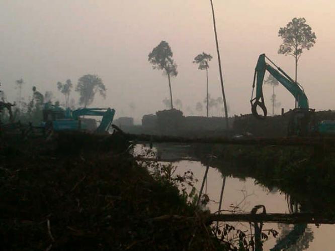 Intip Kayu, RAPP Pastikan Kembali ke Pulau Padang