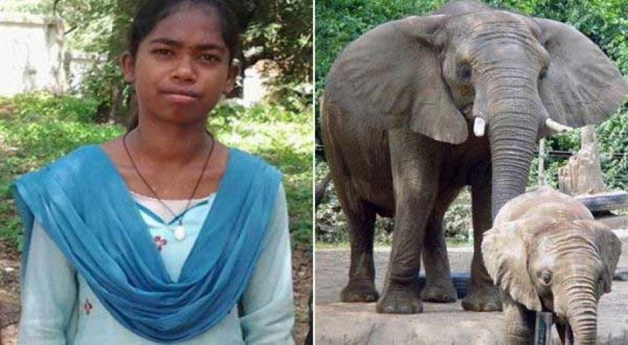 Kehebatan Nirmala yang Mampu Bicara dengan Gajah