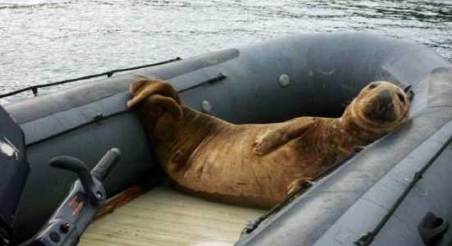 Pengantin Baru Terdampar di Pulau karena Singa Laut