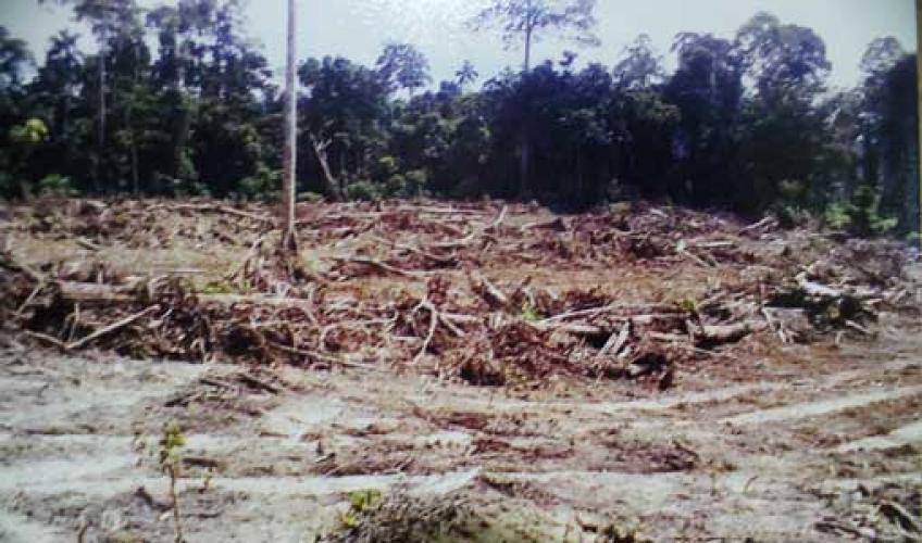Program Cetak Sawah Baru di Desa Alim Sementara di Stop