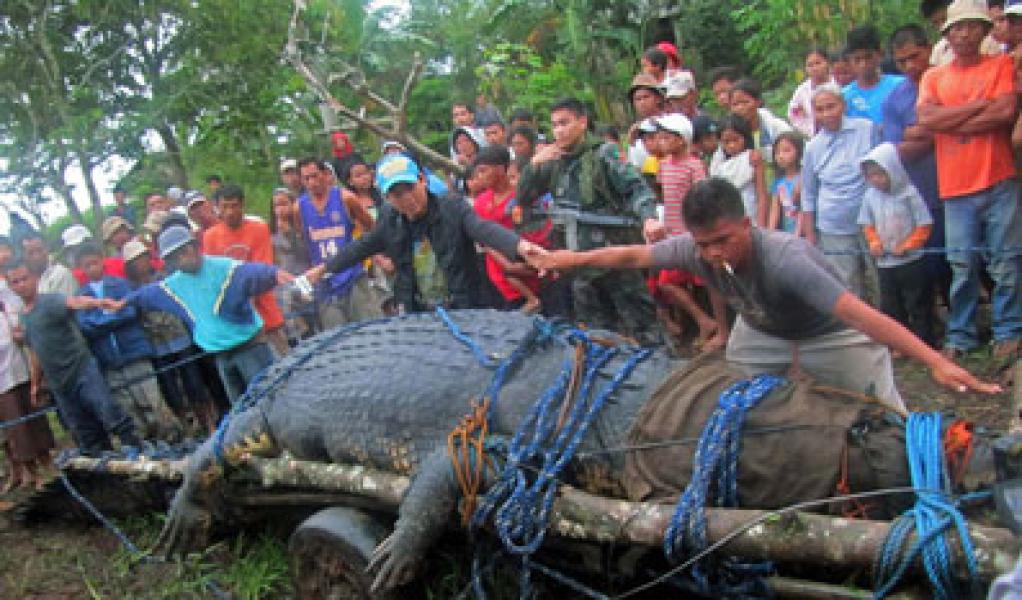 Banyak Bercanda, Atlet Golf Tewas Diterkam Buaya