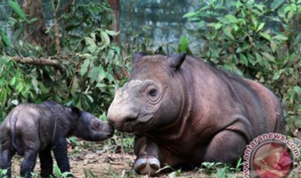 Jejak Badak Sumatera Ditemukan di Kalteng