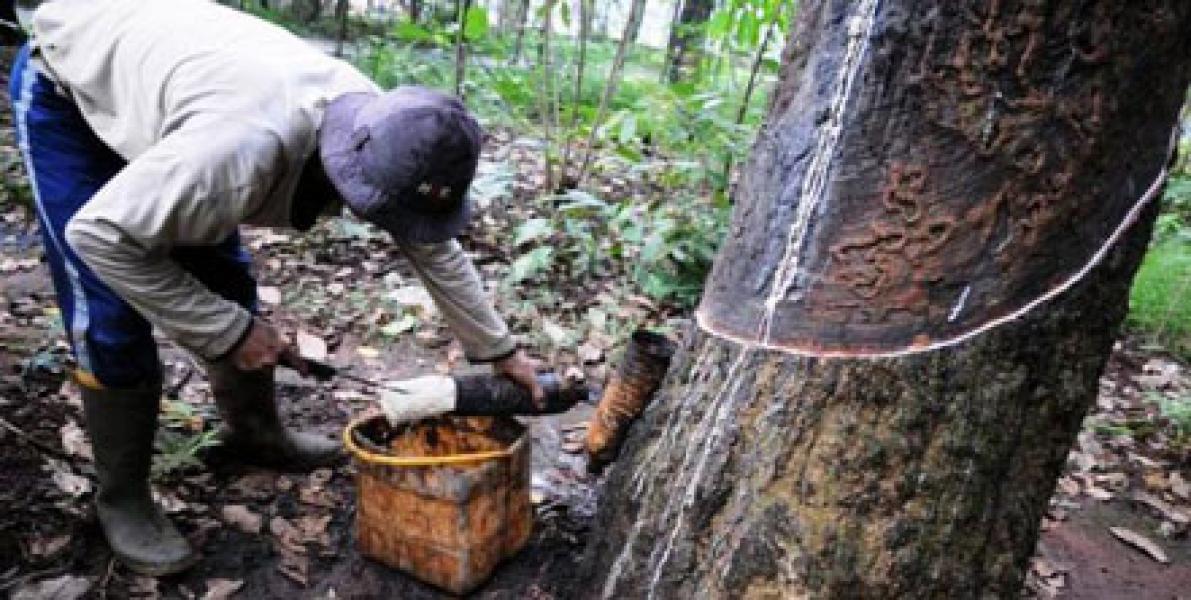 Jelang Pergantian Tahun, Petani Karet di Kuansing Kian Menjerit