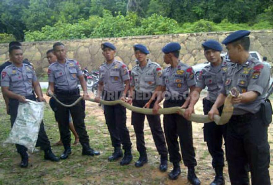 Mako Brimob Kaden B Tanah Putih Didatangi King Kobra Panjang 4 Meter