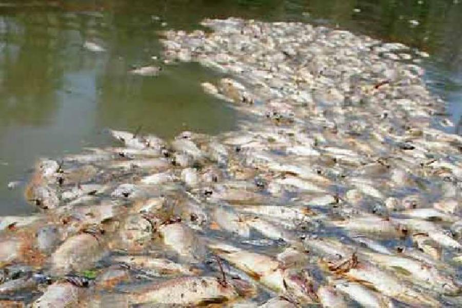 Matinya Ribuan Ton Ikan di Sungai Kampar, BLH Menunggu Hasil Uji Lab