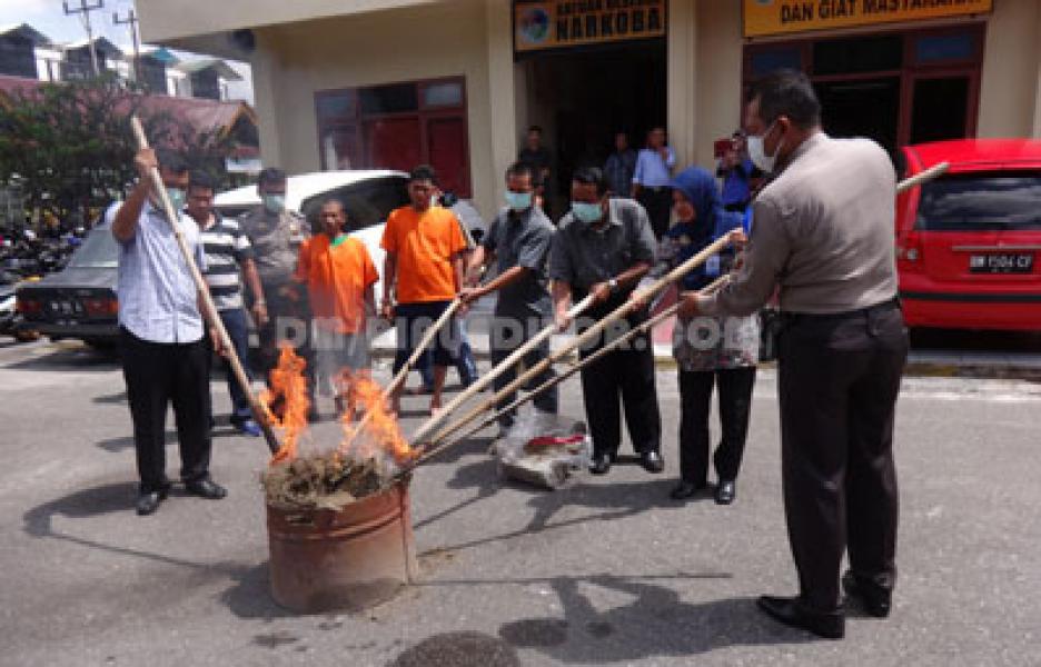 Polresta Pekanbaru Musnahkan 20 Kg Ganja