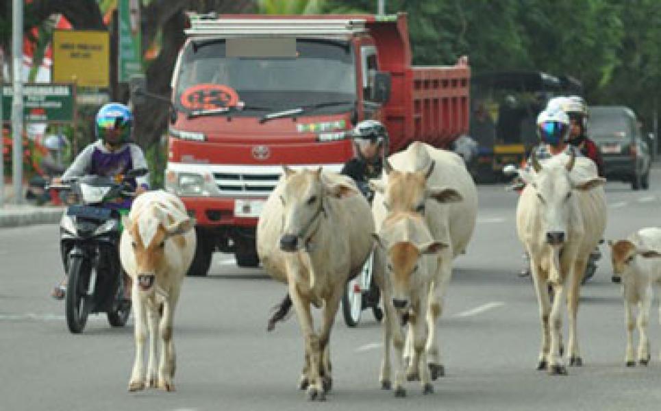 Banyak Hewan Ternak Berkeliaran di Jalan Raya, Disnak Tak Bisa Melarang